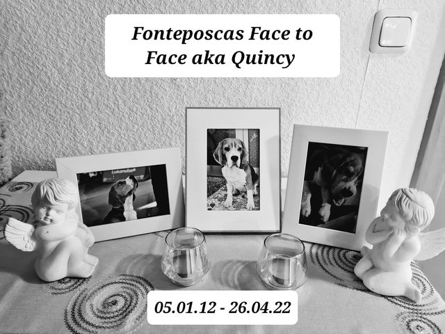 RIP Quincy – the Italian Dreamboy