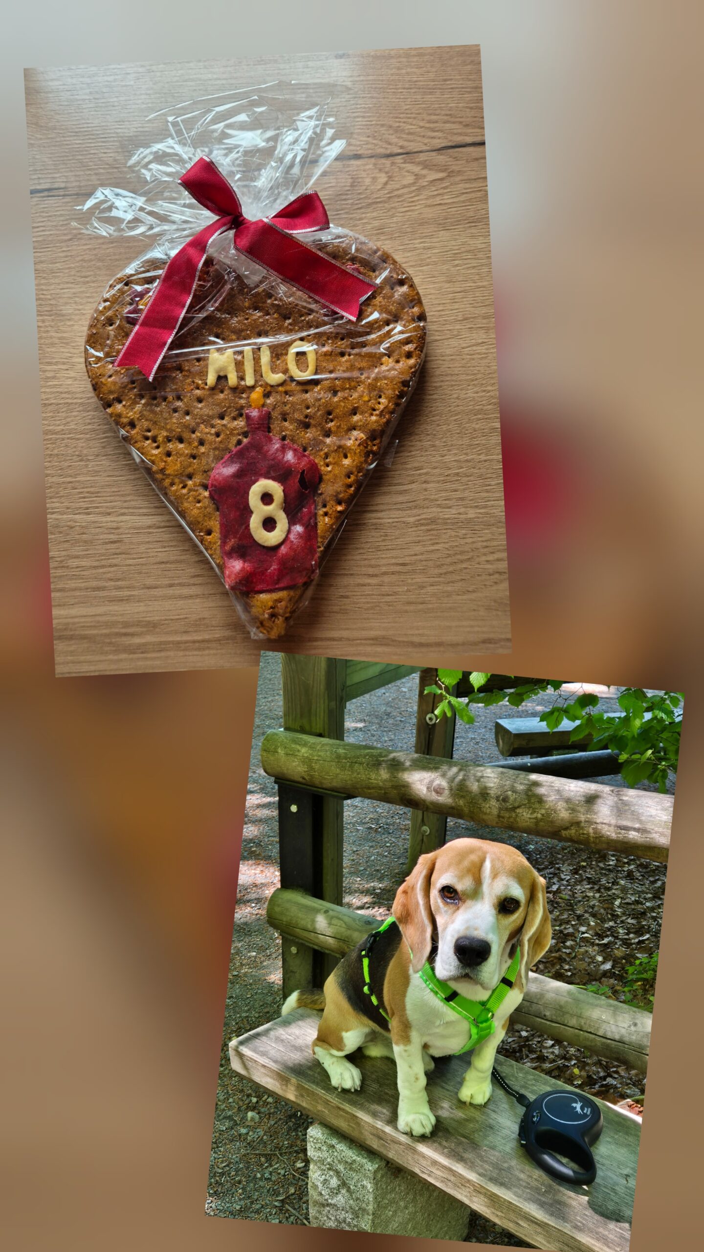 Happy 8. Birthday Milo Happy 8. Birthday Milo