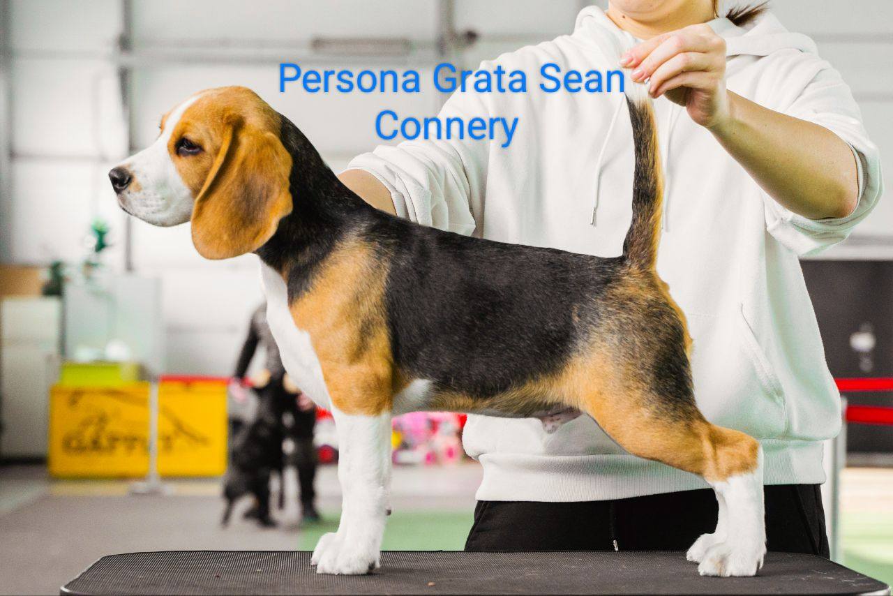 Persona Grata Sean Connery aka Simba
