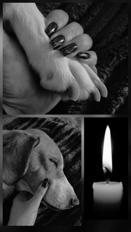 RIP "Maily" meine Posavaz Hündin