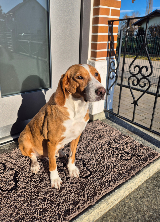 RIP "Maily" meine Posavaz Hündin