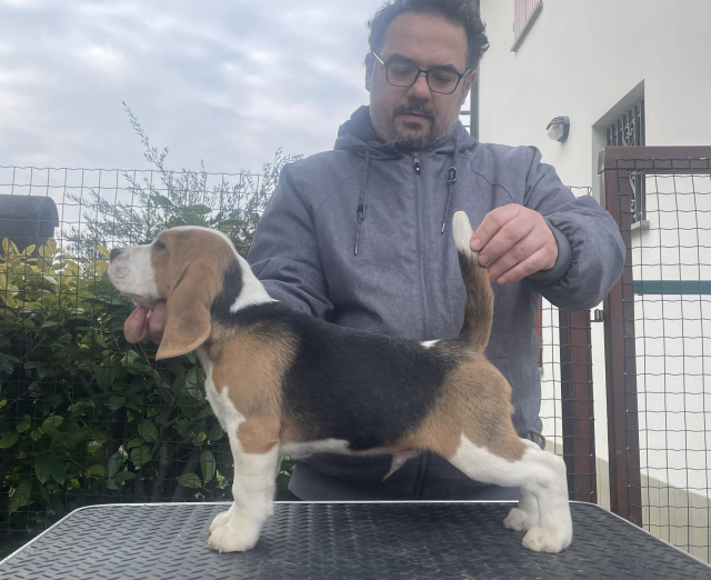 Castline's Refined Energy Scott - "VALERIO"