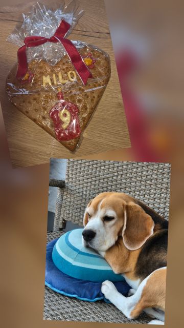 HAPPY BIRTHDAY - Milo - 9 Jahre an meiner Seite!!!!