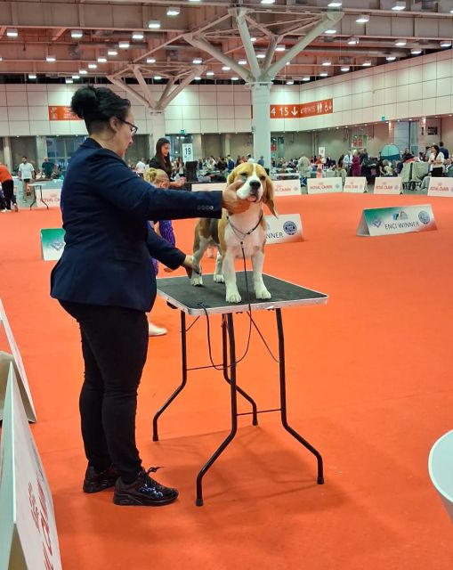 IHA Bologna 2026