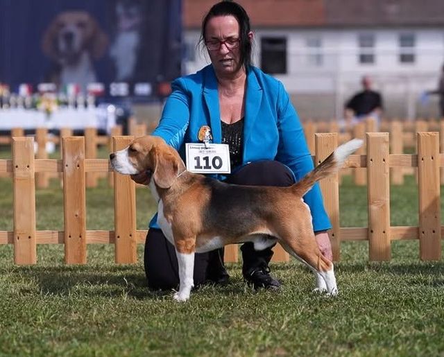 Simba auf der IHA und NHA Samac, Bosnien
