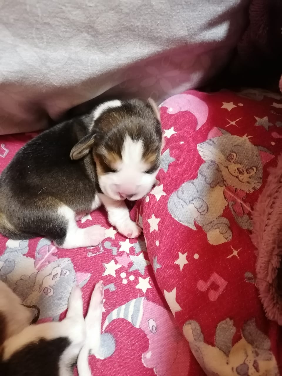 Simba als Welpe Simba als Welpe